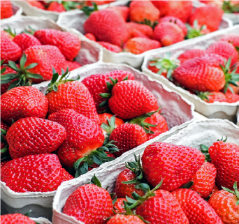 Cabot June-Bearing Strawberry