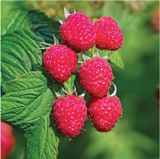 Encore Raspberry