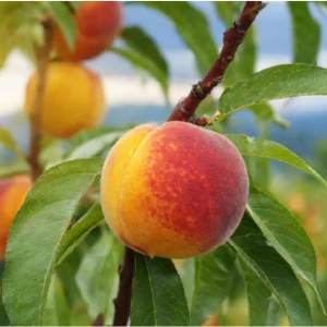 Flavortop Nectarine Tree