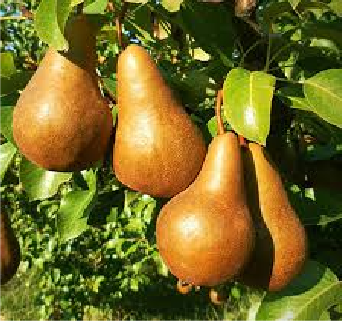Golden Russet® Bosc Pear Tree
