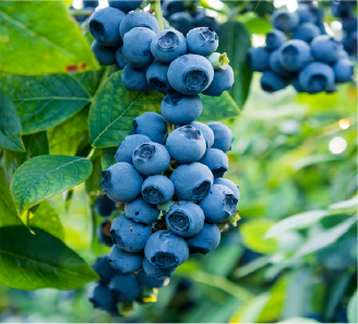 Hannah’s Choice Blueberry Bush