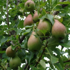 Harrow Crisp Pear Tree