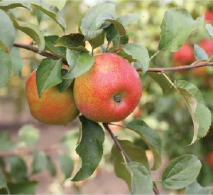 Honeycrisp Apple Tree