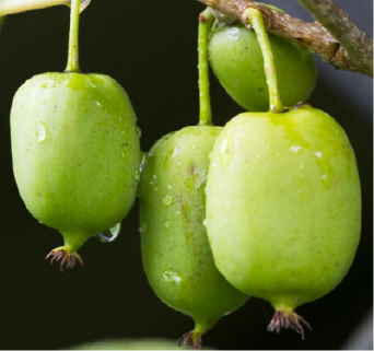 Prolific Hardy Kiwi