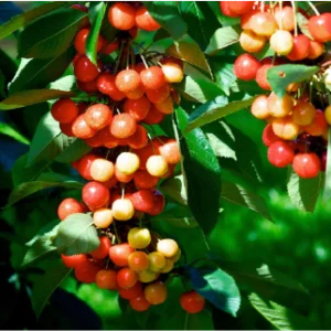 Rainier Cherry Tree