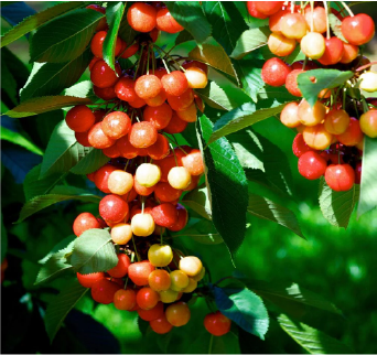 Rainier Cherry Tree