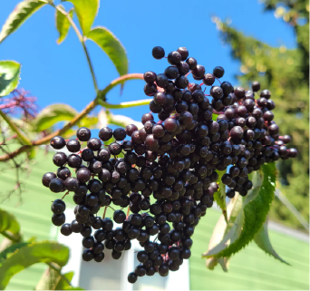 Scotia Elderberry