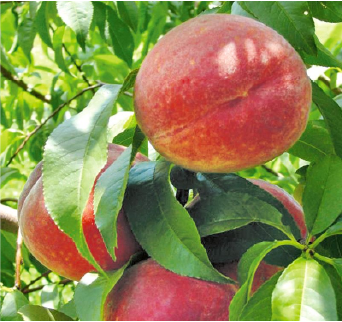 Sentry Peach Tree