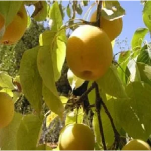 Shinseiki Asian Pear Tree