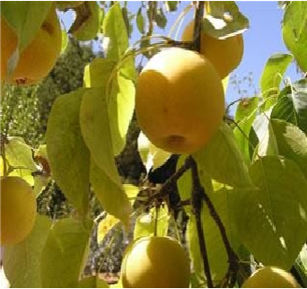 Shinseiki Asian Pear Tree