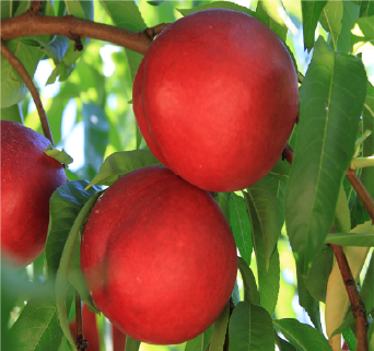 SilverGlo™ Nectarine Tree