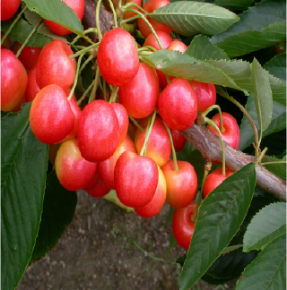 Stardust White Cherry Tree