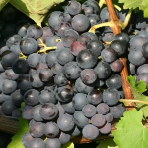 Trollhaugen Grape