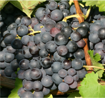 Trollhaugen Grape