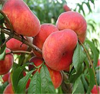 BuenOs™ Flat Peach Tree