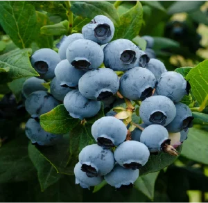 Duke Blueberry Bush