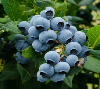 Duke Blueberry Bush