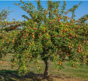 Royal Gala Apple Tree