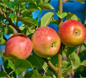 Dwarf Gala Apple Tree