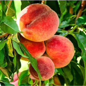 Glo Haven Peach Tree