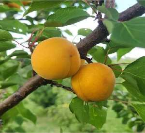 Hargrande Apricot Tree