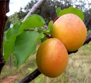 Harlayne Apricot Tree