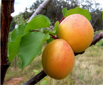 Harlayne Apricot Tree