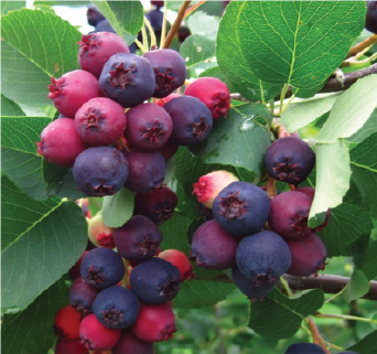 Isaac Saskatoon Berry