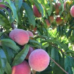 July Rose™ Peach Tree