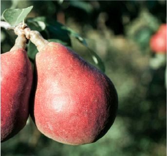 Red Bartlett (Max Red) Pear Tree