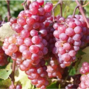 Somerset Seedless Grape