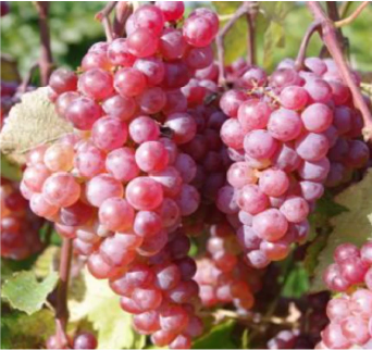 Somerset Seedless Grape