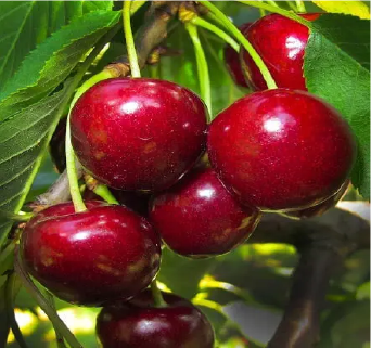 Summit Cherry Tree