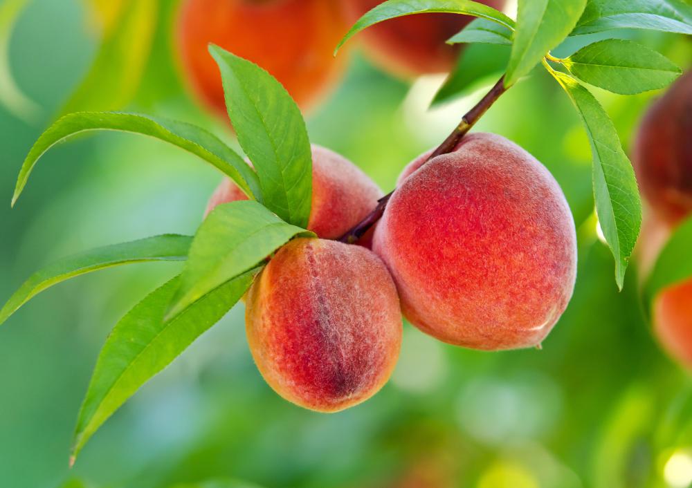 Red Haven Peach